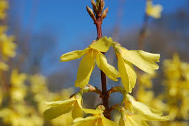 Attēlu rezultāti vaicājumam “Forsythia intermedia flower”
