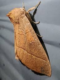 Attēlu rezultāti vaicājumam “Notodontidae”