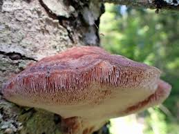Attēlu rezultāti vaicājumam “Leptoporus mollis”