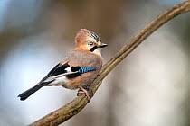 Attēlu rezultāti vaicājumam “Garrulus glandarius adult”