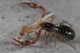Attēlu rezultāti vaicājumam “Orchesella sp.”