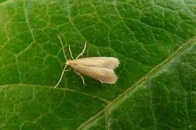 Attēlu rezultāti vaicājumam “Tischeria ekebladella”