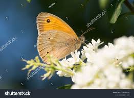 Attēlu rezultāti vaicājumam “Coenonympha glycerion”