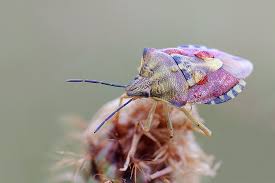 Attēlu rezultāti vaicājumam “Carpocoris purpureipennis”