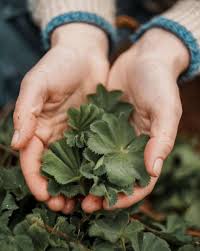 Attēlu rezultāti vaicājumam “Alchemilla vulgaris aggr. bud”