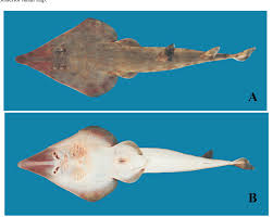 Image result for Rhinobatos rhinobatos