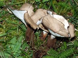 Attēlu rezultāti vaicājumam “Polyporus melanopus”
