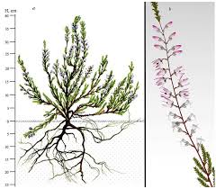 Attēlu rezultāti vaicājumam “Calluna vulgaris leaf”