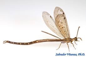 Attēlu rezultāti vaicājumam “Myrmeleontidae”