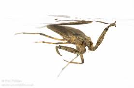 Attēlu rezultāti vaicājumam “Nepa cinerea nymph”