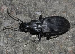 Attēlu rezultāti vaicājumam “Pterostichus niger”