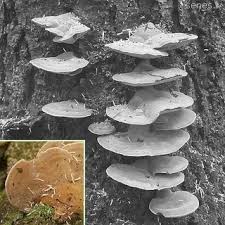 Attēlu rezultāti vaicājumam “Inonotus leporinus”