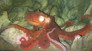 Image result for Enteroctopus dofleini