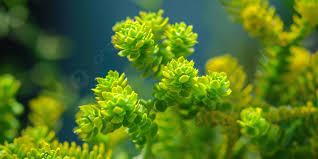 Attēlu rezultāti vaicājumam “Sedum acre leaf”