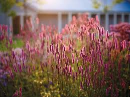 Attēlu rezultāti vaicājumam “Poterium sanguisorba flower”