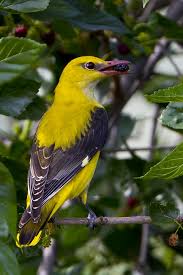 Attēlu rezultāti vaicājumam “Oriolus oriolus”