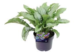 Attēlu rezultāti vaicājumam “Pulmonaria angustifolia fruit”