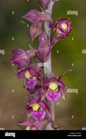 Attēlu rezultāti vaicājumam “Epipactis atrorubens bud”