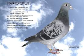 Image result for Abbeyton & Broomfield Racing Pigeons