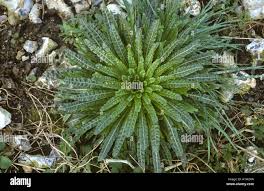Attēlu rezultāti vaicājumam “Solidago virgaurea leaf”