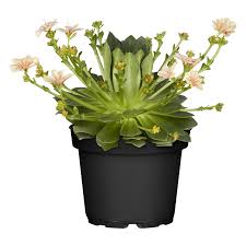 Image result for Bitterwurz