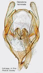 Attēlu rezultāti vaicājumam “Proutia betulina”