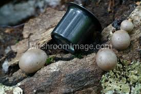 Attēlu rezultāti vaicājumam “Lycogala flavofuscum spores”