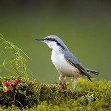 Image result for Sitta europaea