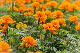 Attēlu rezultāti vaicājumam “Tagetes”