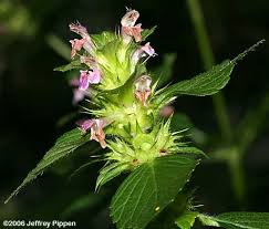 Attēlu rezultāti vaicājumam “Galeopsis bifida”