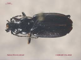 Attēlu rezultāti vaicājumam “Pterostichus aterrimus”