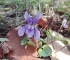 Attēlu rezultāti vaicājumam “Viola reichenbachiana flower”