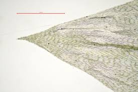 Attēlu rezultāti vaicājumam “Brachythecium rivulare”