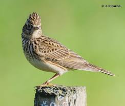 Attēlu rezultāti vaicājumam “Alauda arvensis adult”