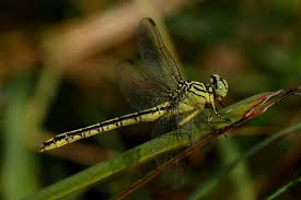 Attēlu rezultāti vaicājumam “Gomphus flavipes”