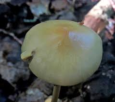 Attēlu rezultāti vaicājumam “Lactarius lygniotus”