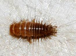 Attēlu rezultāti vaicājumam “Anthrenus sp. larva”