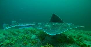 Image result for Dipturus intermedius