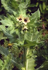 Image result for bilsenkraut