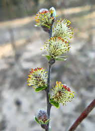 Attēlu rezultāti vaicājumam “Salix x doniana”