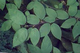 Attēlu rezultāti vaicājumam “Betula alleghaniensis leaf”