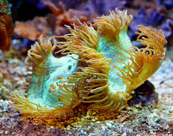 Image result for sea Anemone