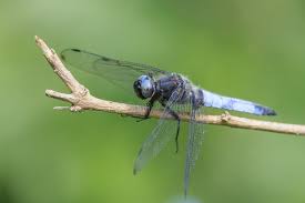 Attēlu rezultāti vaicājumam “Libellula fulva male”