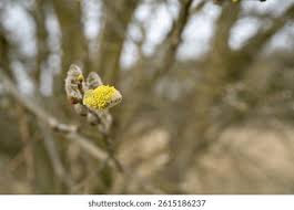 Attēlu rezultāti vaicājumam “Salix cinerea male flower”