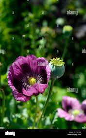 Attēlu rezultāti vaicājumam “Papaver somniferum flower”