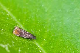 Attēlu rezultāti vaicājumam “Pammene rhediella”