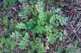 Attēlu rezultāti vaicājumam “Chelidonium majus”