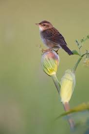 Image result for Locustella certhiola