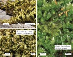 Attēlu rezultāti vaicājumam “Homalothecium sericeum”