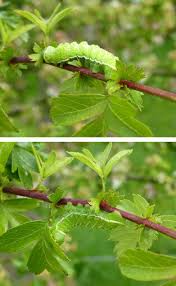 Attēlu rezultāti vaicājumam “Aglia tau”